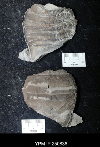 undet. Eurypterida