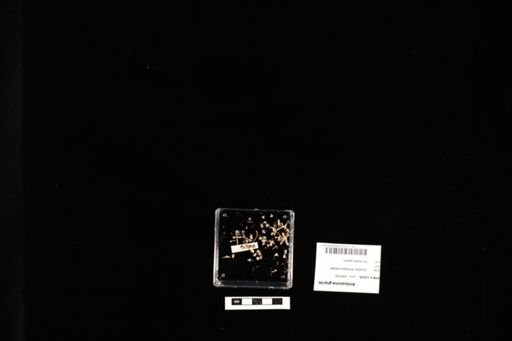 Ambystoma gracile