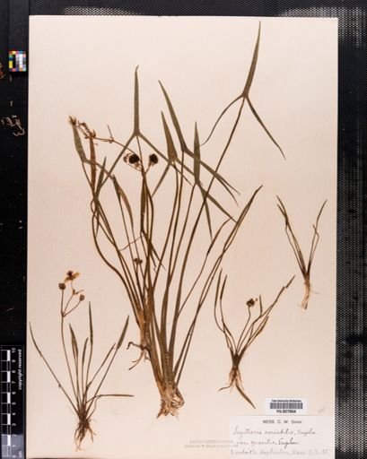 Sagittaria latifolia