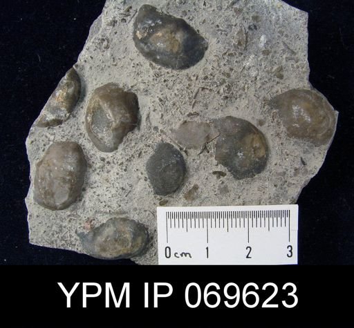 Megamyonia nitens