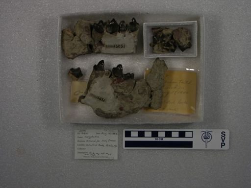 Coryphodon sp.