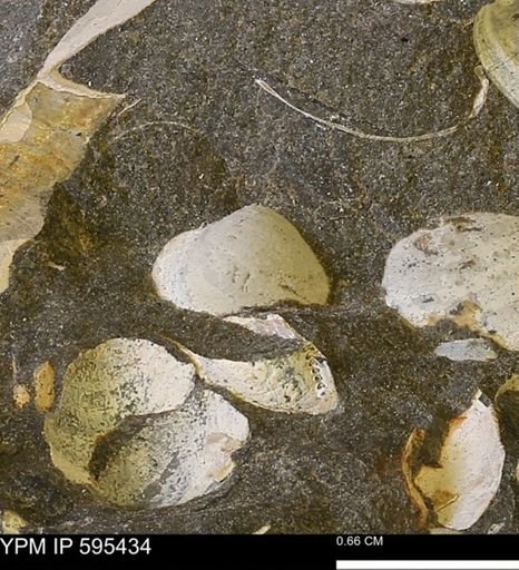 Protocardia sp.