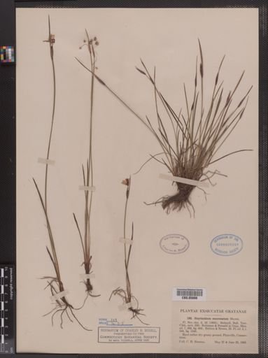 Sisyrinchium mucronatum