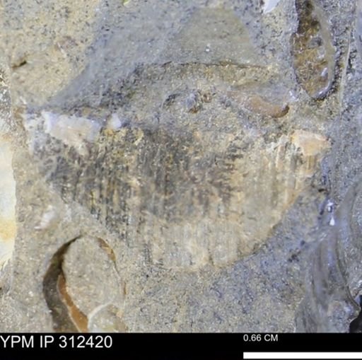 undet. Bivalvia