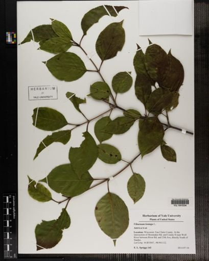 Plantae