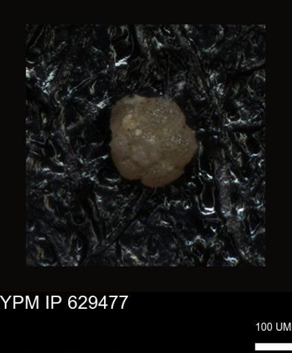 undet. Foraminiferida