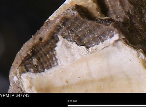 undet. Bivalvia