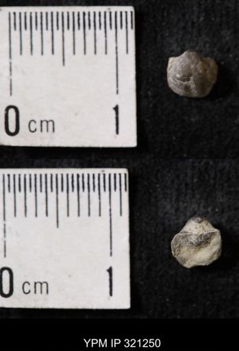 Ambocoelia sp.