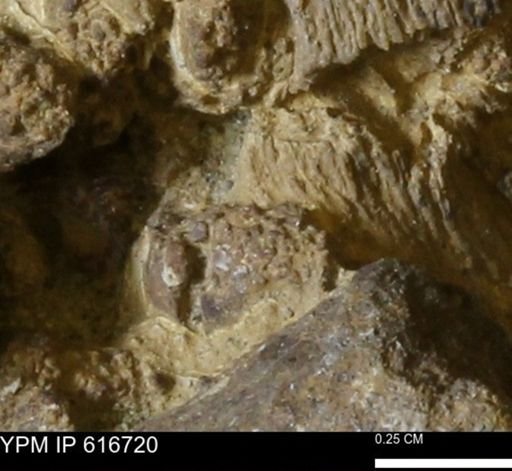 Teredo sp.