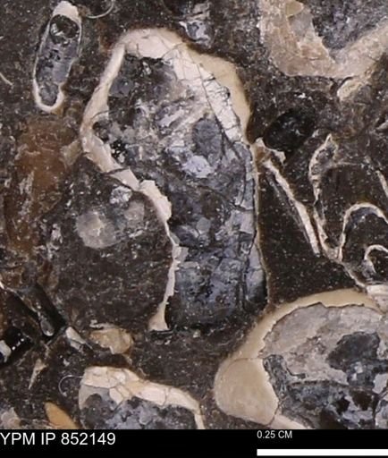 undet. Bivalvia