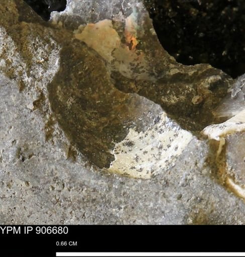 undet. Bivalvia