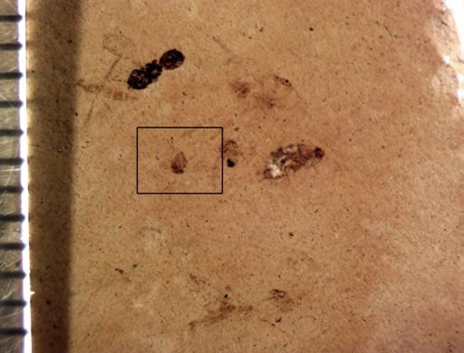 undet. Diptera