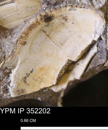 Parallelodon (Cosmetodon) sp.