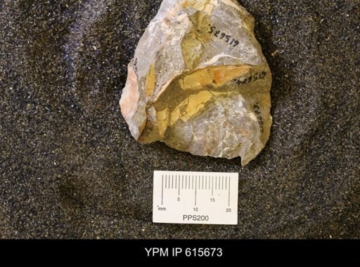 undet. Bivalvia