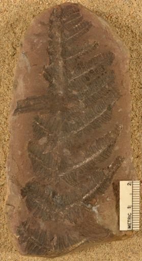Pecopteris squamosa