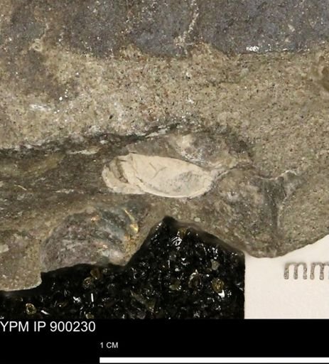 undet. Mollusca