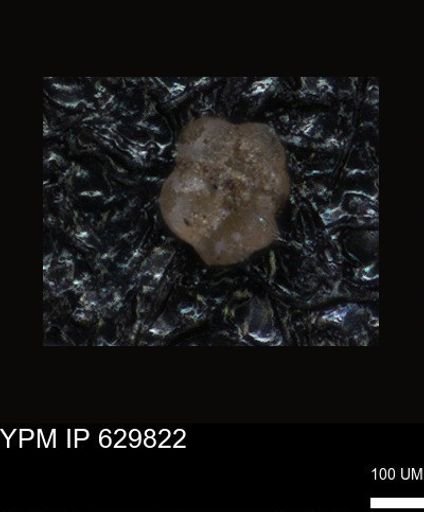 undet. Foraminiferida