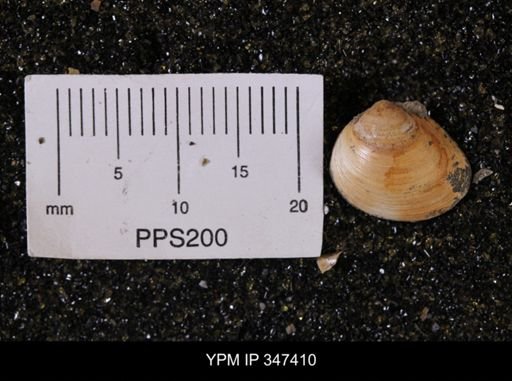 Limopsis striatopunctatus
