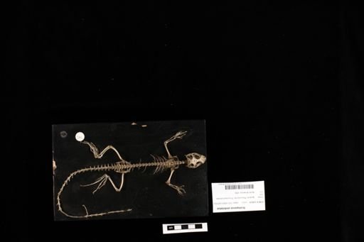 Uranoscodon superciliosus