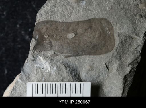 undet. Eurypterida