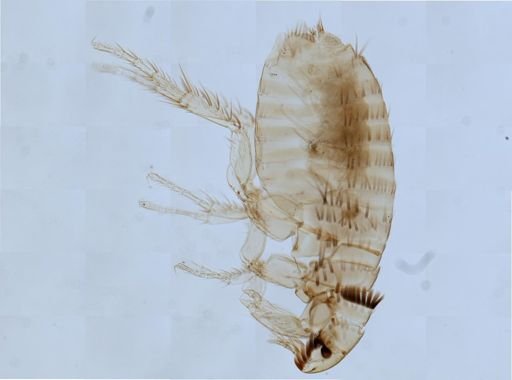 Ctenocephalides felis