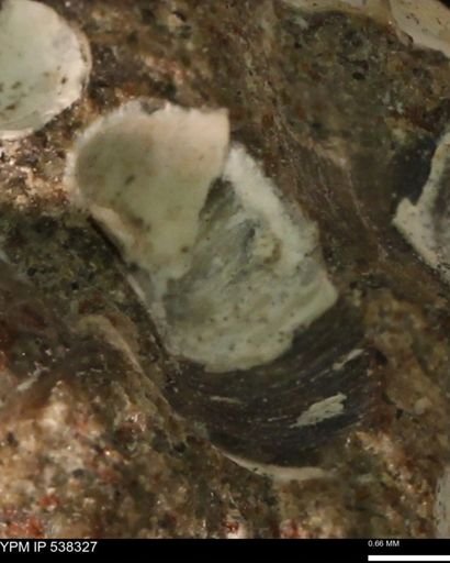 Corbulamella gregaria