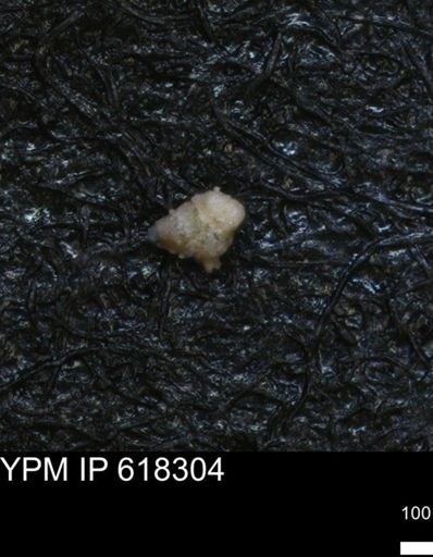 undet. Foraminiferida