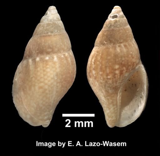 Costoanachis avara