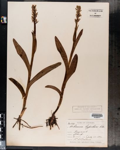 Habenaria