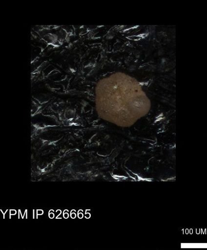 undet. Foraminiferida
