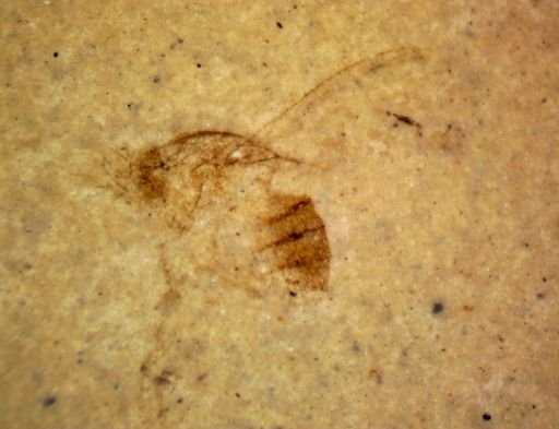 undet. Diptera