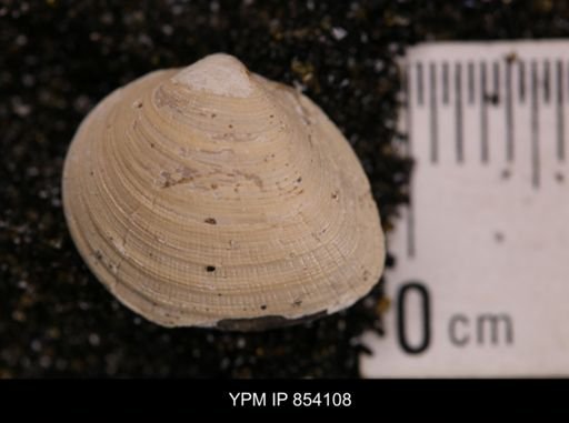 Limopsis striatopunctatus