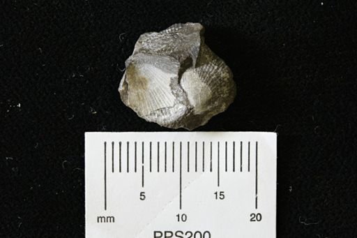 Oxytoma (Hypoxytoma)