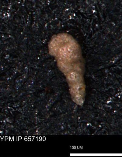 Verneuilinoides kansasensis