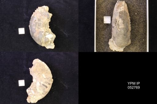 Jeletzkytes nebrascensis