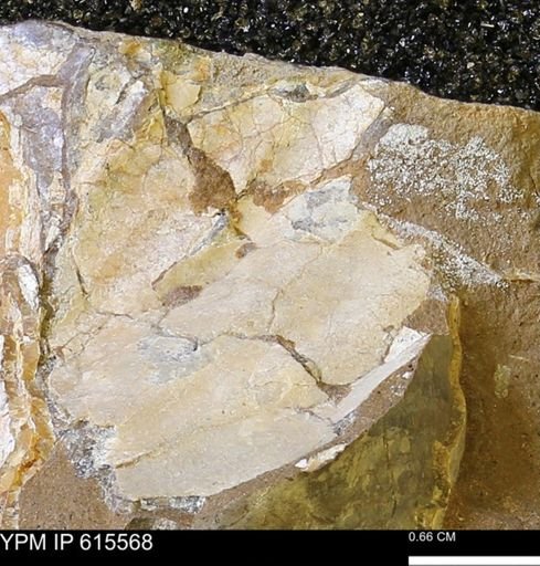 Inoceramus sp.