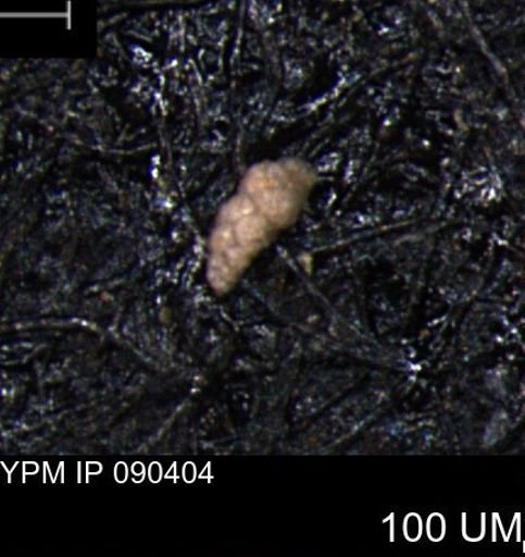 Verneuilina canadensis