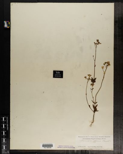 Plantae