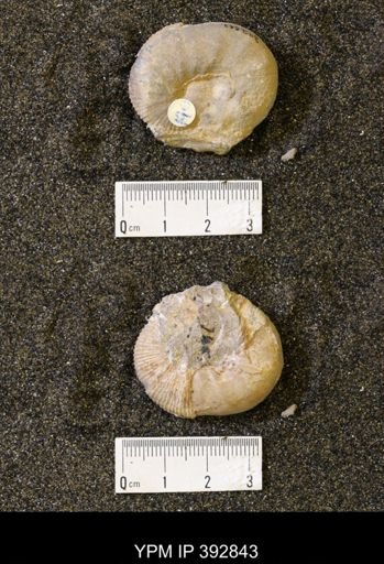 Scaphites sp.