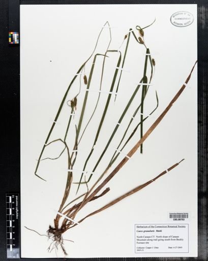 Carex granularis