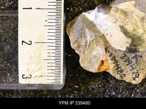 taxon undetermined