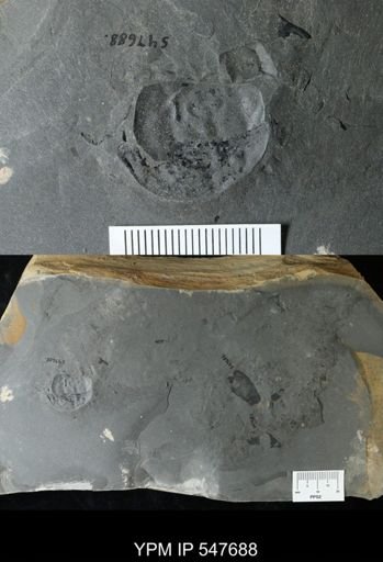 undet. Eurypterida