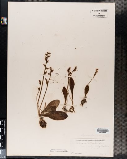 Habenaria