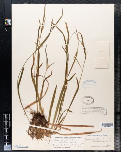 Carex leptonervia