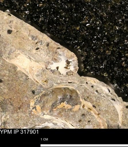 Hoploscaphites sp.