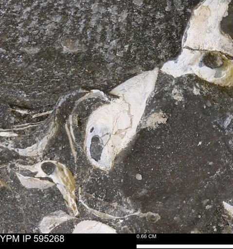 Protocardia sp.