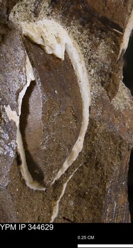 undet. Bivalvia