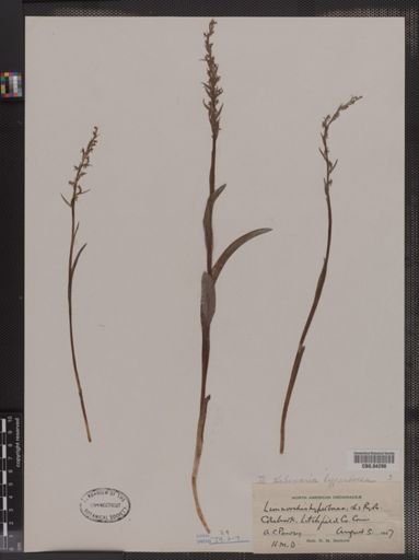 Limnorchis hyperborea