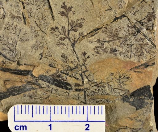 Sphenopteris sp.