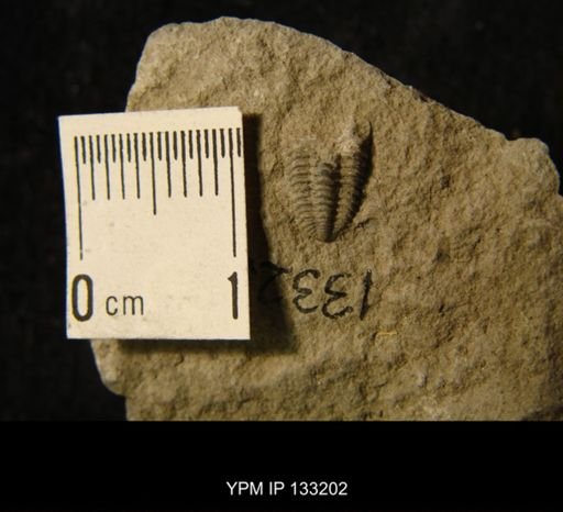 Phacops rana